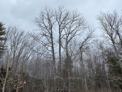 Maine Timber & Recreation Land for Sale - image 2