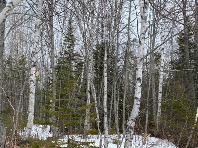 Maine Timber & Recreation Land for Sale - image 4