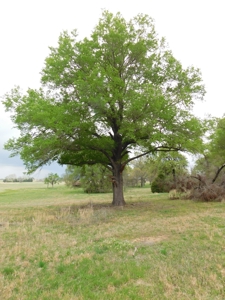 20 Acres Near Poteau, Ok - image 21