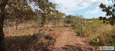 4.3 Hectares Farm For Sale In San Carlos Close To Coronado - image 6
