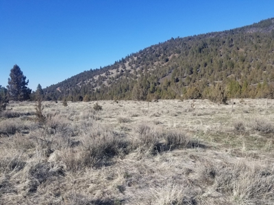 Northern, CA/Rural Acreage/Domestic Well/Seller Financing - image 3