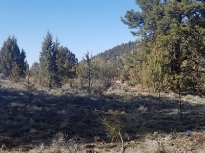 Northern, CA/Rural Acreage/Domestic Well/Seller Financing - image 5