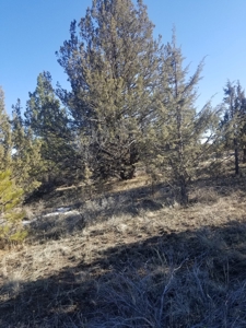 Northern, CA/Rural Acreage/Domestic Well/Seller Financing - image 4