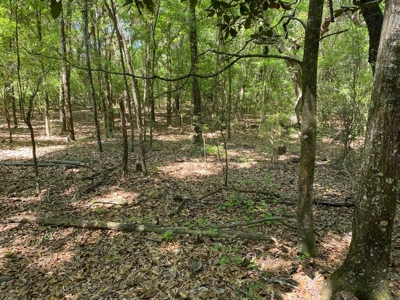 25 Acre Farm For Only $100,000!! - image 3