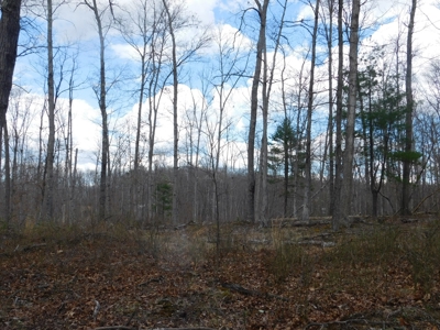 Acres in Green Ridge State Forest - image 2