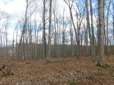 Acres in Green Ridge State Forest - image 3