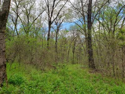 12 Acre Blackfork River Frontage Recreational Property - image 7