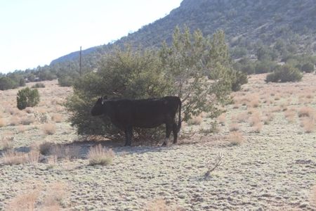 Residential Land for Sale No HOA On Grid Power - image 8