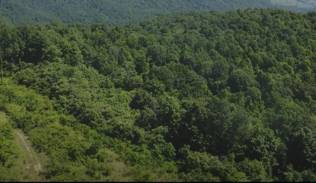 Tennessee & Virginia Hunting Paradise for Sale At Auction - image 2