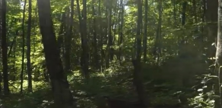 Tennessee & Virginia Hunting Paradise for Sale At Auction - image 9