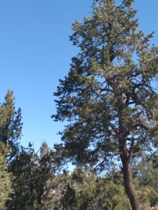 Awesome Views Over 37 Acres Recreational Land - image 13