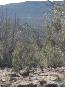 Awesome Views Over 37 Acres Recreational Land - image 23