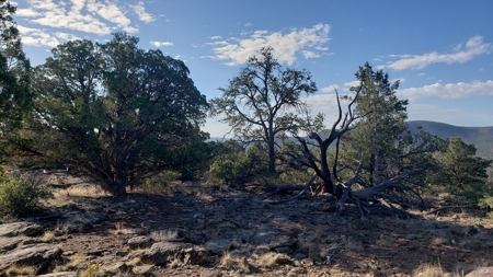 Awesome Views Over 37 Acres Recreational Land - image 5