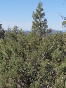 Awesome Views Over 37 Acres Recreational Land - image 24
