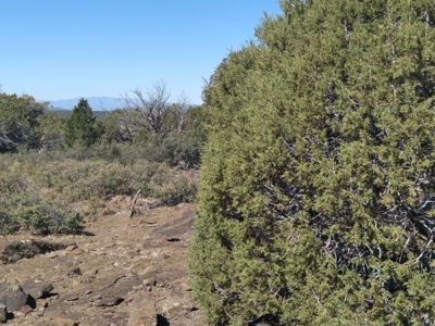 Awesome Views Over 37 Acres Recreational Land - image 16
