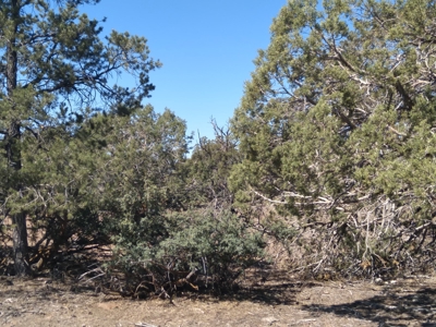 Awesome Views Over 37 Acres Recreational Land - image 27