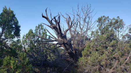 Awesome Views Over 37 Acres Recreational Land - image 4