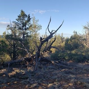 Awesome Views Over 37 Acres Recreational Land - image 3