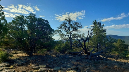 Awesome Views Over 37 Acres Recreational Land - image 1