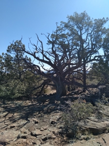 Awesome Views Over 37 Acres Recreational Land - image 30