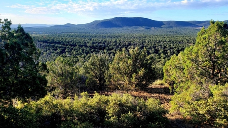 Awesome Views Over 37 Acres Recreational Land - image 7