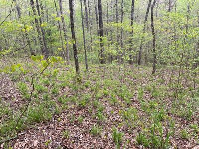 Land For Sale In Upscale Resort In Tennessee Loretto Tn - image 11