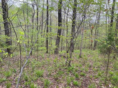 Land For Sale In Upscale Resort In Tennessee Loretto Tn - image 5