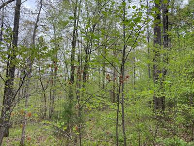 Land For Sale In Upscale Resort In Tennessee Loretto Tn - image 6