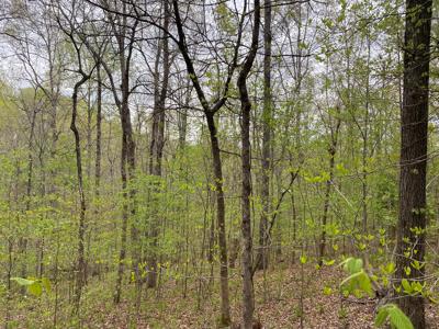 Land For Sale In Upscale Resort In Tennessee Loretto Tn - image 9