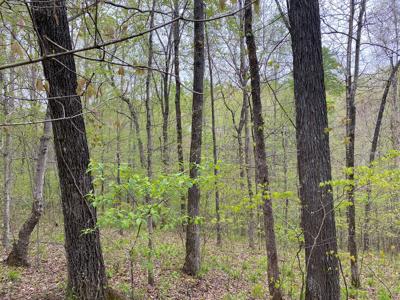 Land For Sale In Upscale Resort In Tennessee Loretto Tn - image 8