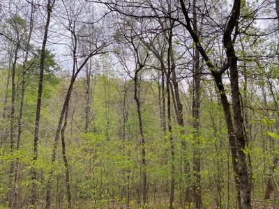 Land For Sale In Upscale Resort In Tennessee Loretto Tn - image 10