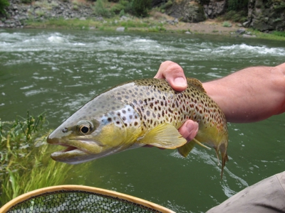 Colorado Guide & Outfitting Business For Sale - image 8