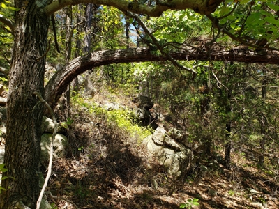 Poteau Mountain Recreational Property - National Forest - image 16