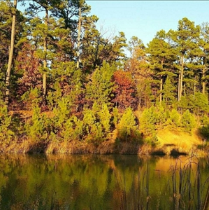 Poteau Mountain Recreational Property - National Forest - image 29