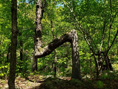 280 Acre Sugar Loaf Mountain Recreational Property - image 10