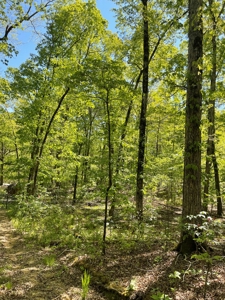 Development Land with Timber For Sale in Little Rock, AR - image 13