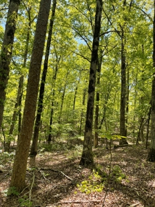 Development Land with Timber For Sale in Little Rock, AR - image 12