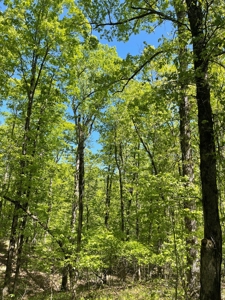 Development Land with Timber For Sale in Little Rock, AR - image 10