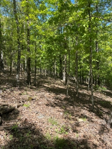 Development Land with Timber For Sale in Little Rock, AR - image 6