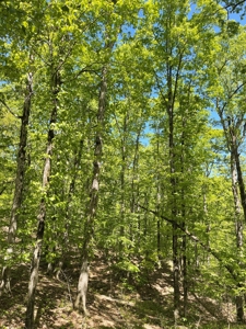 Development Land with Timber For Sale in Little Rock, AR - image 9