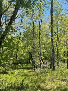 Development Land with Timber For Sale in Little Rock, AR - image 24