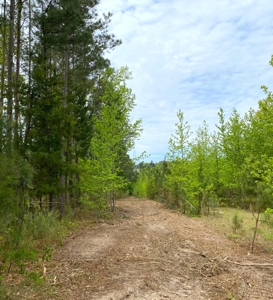Secluded Hunting and Recreational Property - image 18