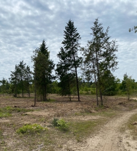 Secluded Hunting and Recreational Property - image 6