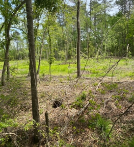 Secluded Hunting and Recreational Property - image 10
