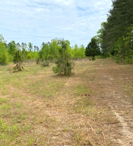 Secluded Hunting and Recreational Property - image 16
