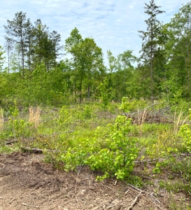 Secluded Hunting and Recreational Property - image 19