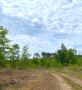 Secluded Hunting and Recreational Property - image 7