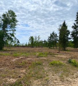 Secluded Hunting and Recreational Property - image 5