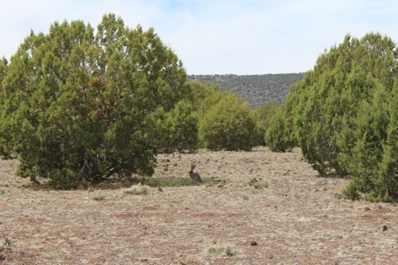Mountain Land for Sale in Westwood Ranches No HOA - image 6