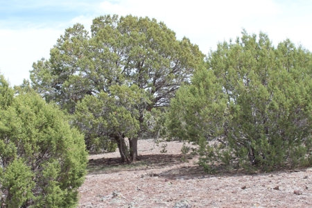 Mountain Land for Sale in Westwood Ranches No HOA - image 5